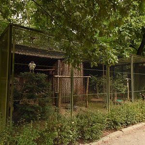 King vulture aviary