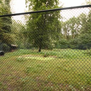 Reeves muntjac enclosure