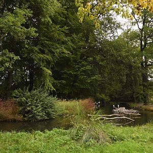 American pelican pond