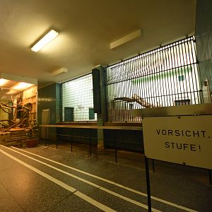 Cat house - Leopard indoors