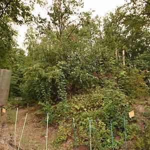 Capuchin enclosure with minimal barriers