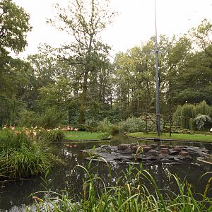 American flamingo aviary