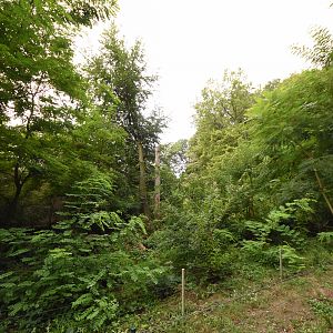 Coati enclosure with minimal barriers