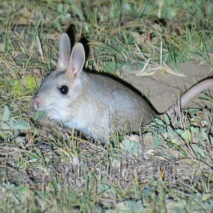 Gobi  jerboa