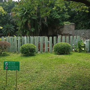 Common Hippo Mother and Calf