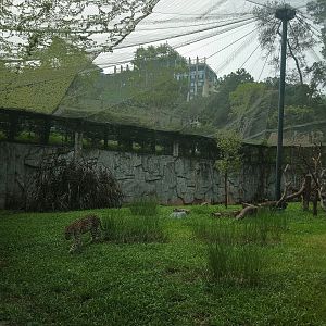 Leopard Exhibit