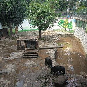 Asian Black Bear Exhibit