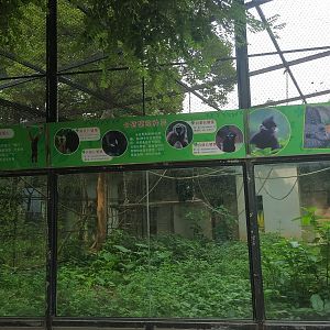 Gibbon Exhibit