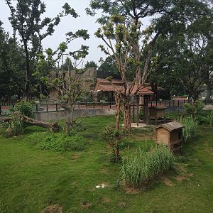 Ring-tailed Lemur Exhibit