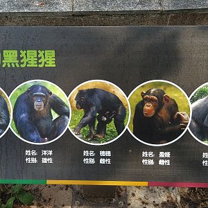 Chimpanzee Signage