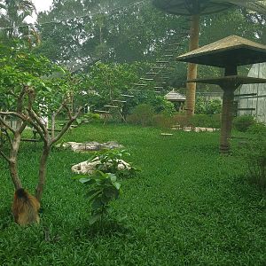 Golden Snub-nosed Monkey Exhibit