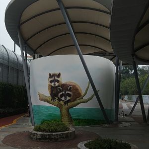 Raccoon Mural
