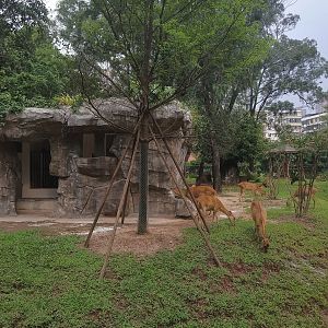 Hainan Eld's Deer Exhibit