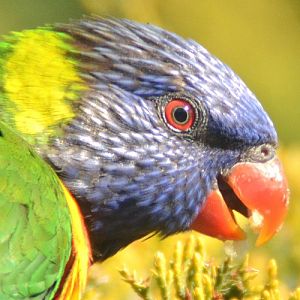 Rainbow lorikeet