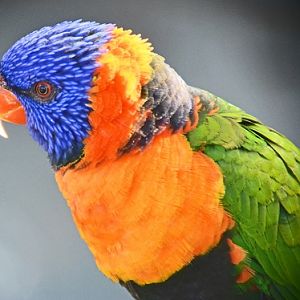 Red-collared lorikeet