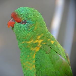 Scaly-breasted lorikeet