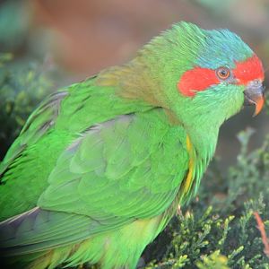 Musk lorikeet
