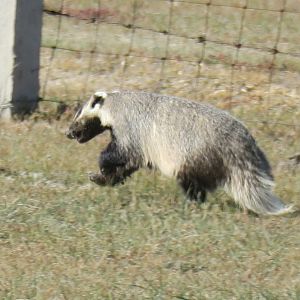 Asian badger