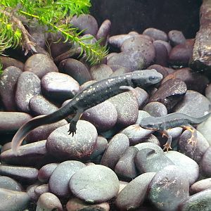 Okinawa sword-tailed newts - Cynops ensicauda popei