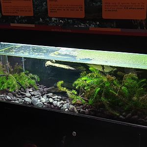 Enclosure Sword-tailed newt