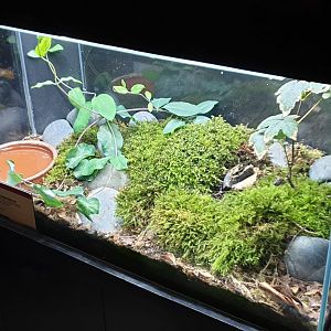 Enclosure Emperor newt