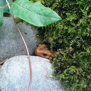 Emperor newt - Tylototriton shanjing