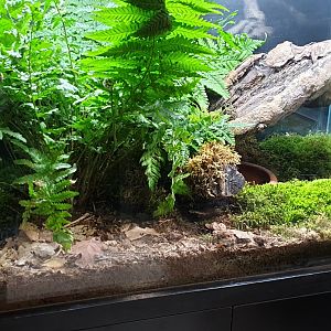 Enclosure Fire salamander