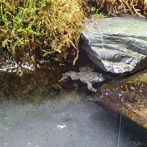 Yellow-bellied toad - Bombina variegata