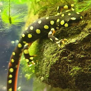 Yellow-spotted newt - Neurergus crocatus