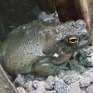 Colorado river frog - Incilius alvarius