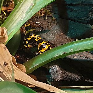 Yellow-headed dart frogs - Dendrobates leucomelas