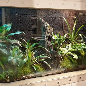 Enclosure Yellow-headed dart frog