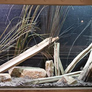 Enclosure Colorado river toad