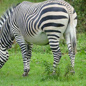 Hartmann's mountain zebra mare, September2019