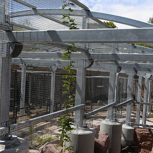 parrot aviary renovation