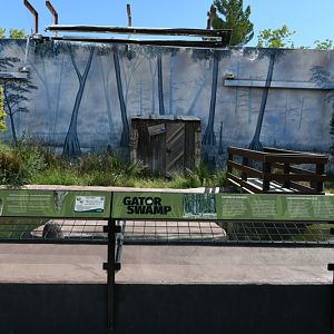 American alligator exhibit