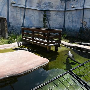 American alligator exhibit