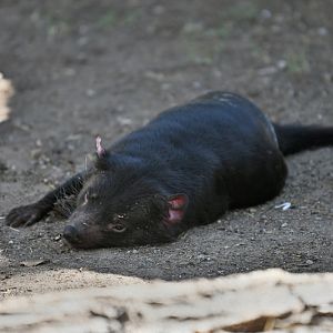 tasmanian devil