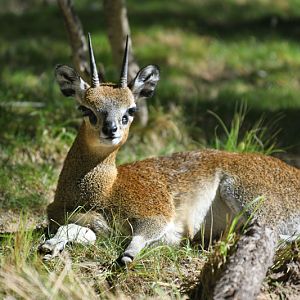 klipspringer