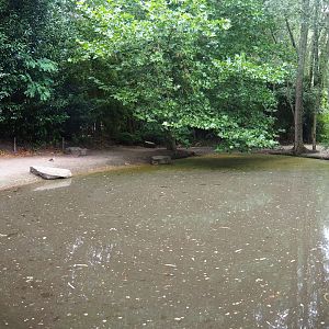 Pygmy hippopotamus exhibit, 2019-08-11