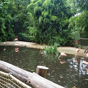Chilean flamingo exhibit, 2019-08-11