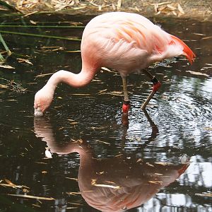 Chilean flamingo (Phoenicopterus chilensis), 2019-08-11