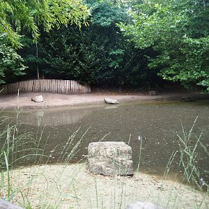 Pygmy hippopotamus exhibit, 2019-08-11