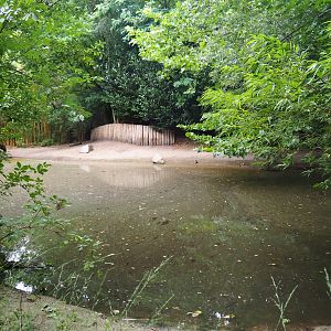 Pygmy hippopotamus exhibit, 2019-08-11