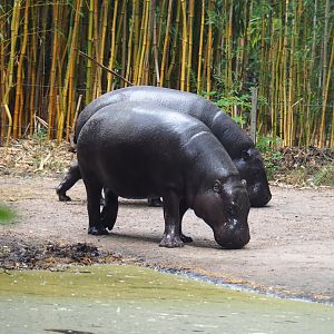 Pygmy hippopotamuses (Choeropsis liberiensis), 2019-08-11