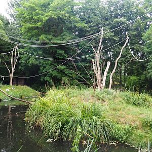 Black-and-white ruffed lemur islands, 2019-08-11
