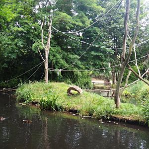 Black-and-white ruffed lemur islands, 2019-08-11