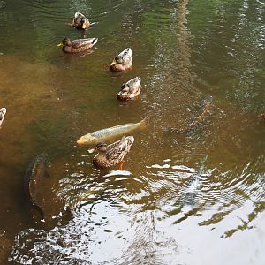 Koi (Cyprinus rubrofuscus) and wild mallards (Anas platyrhynchos) waiting to be fed by visitors, 2019-08-11