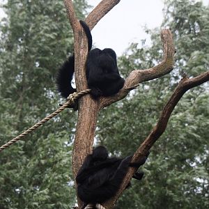 Red-faced spider monkeys (Ateles paniscus) in a tree, 2019-08-11