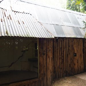 Red-faced spider monkey and Bolivian squirrel monkey house, 2019-08-11